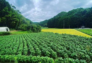 特産【丹波黒枝豆】さや500g【10月中旬～発送】