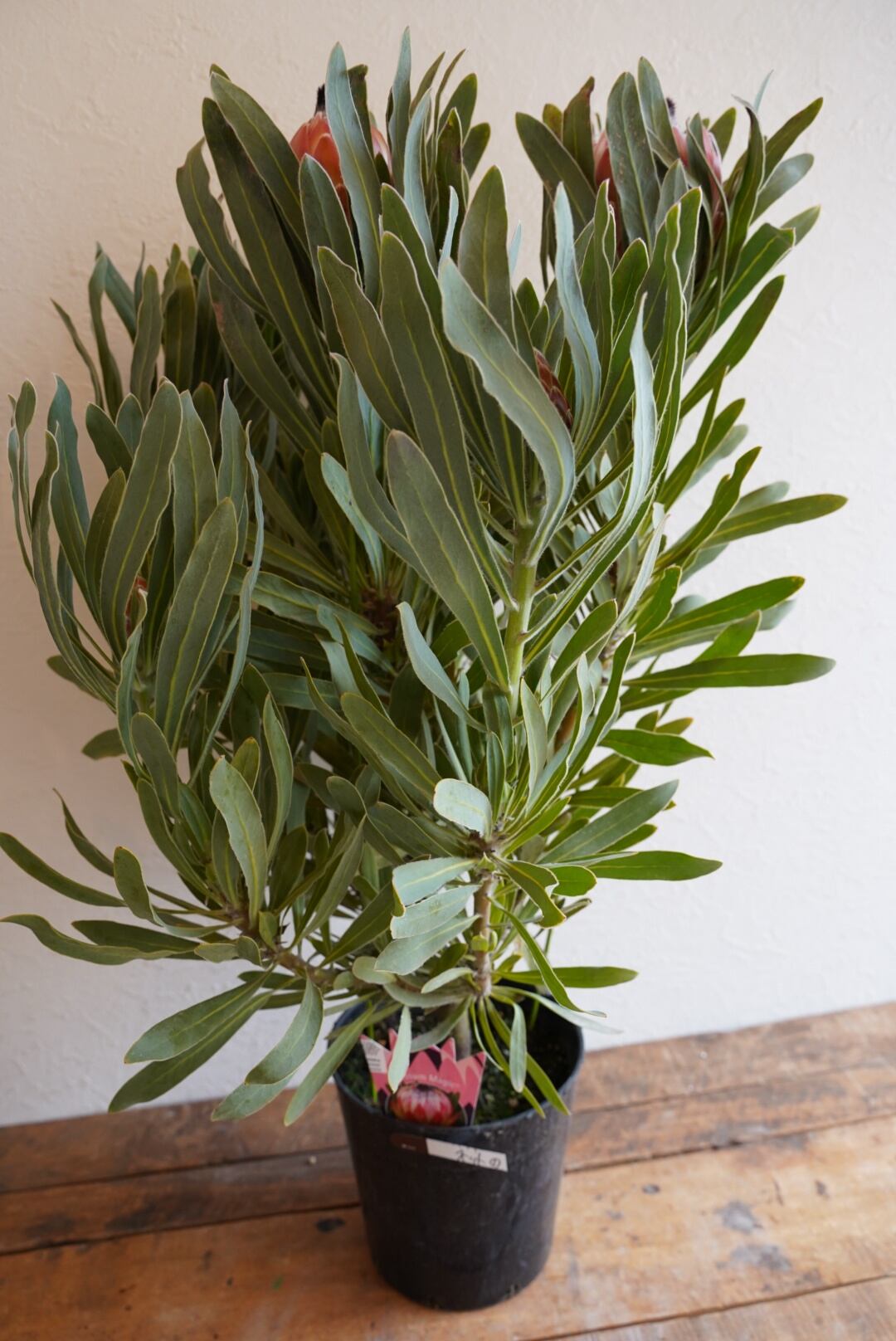 その他観葉植物 Nao 観葉植物 ドラセナ ソング オブ ジャマイカ 10号 プラスチック鉢