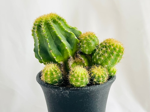 Echinopsis　エキノプシス　ロイホワイト　サボテン