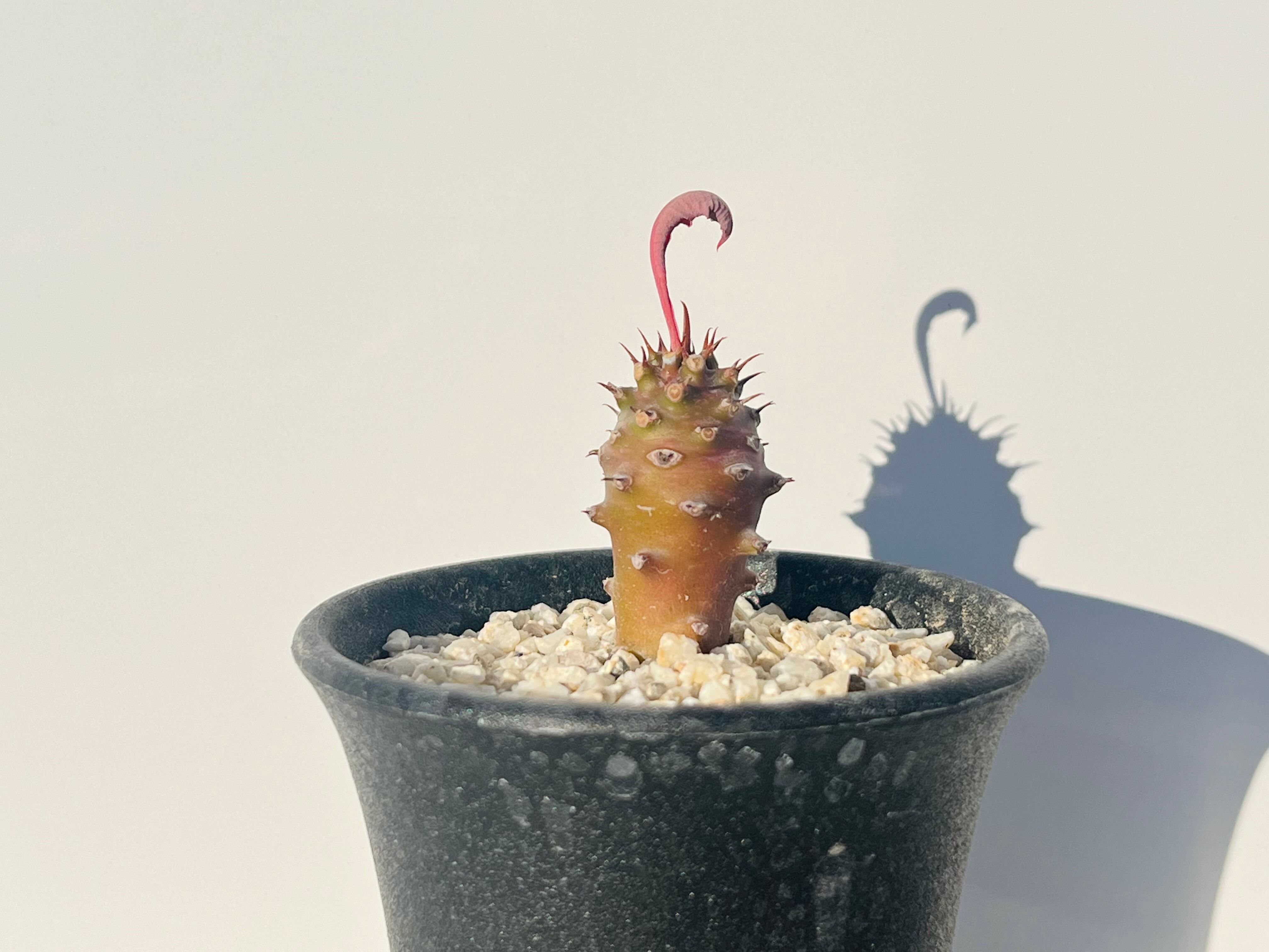 ご注文品 | plants MARU ーサボテン・多肉植物のお店ー