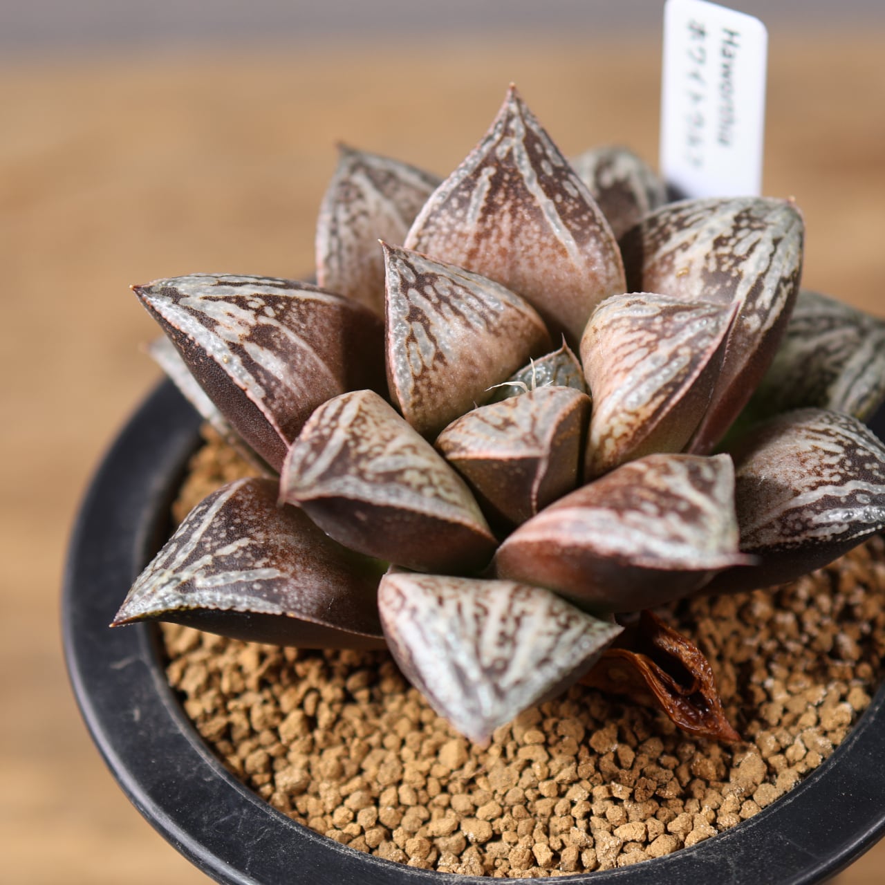 660『ビカクシダ コロナリウム』観葉植物【送料無料】 | MARX PLANTS