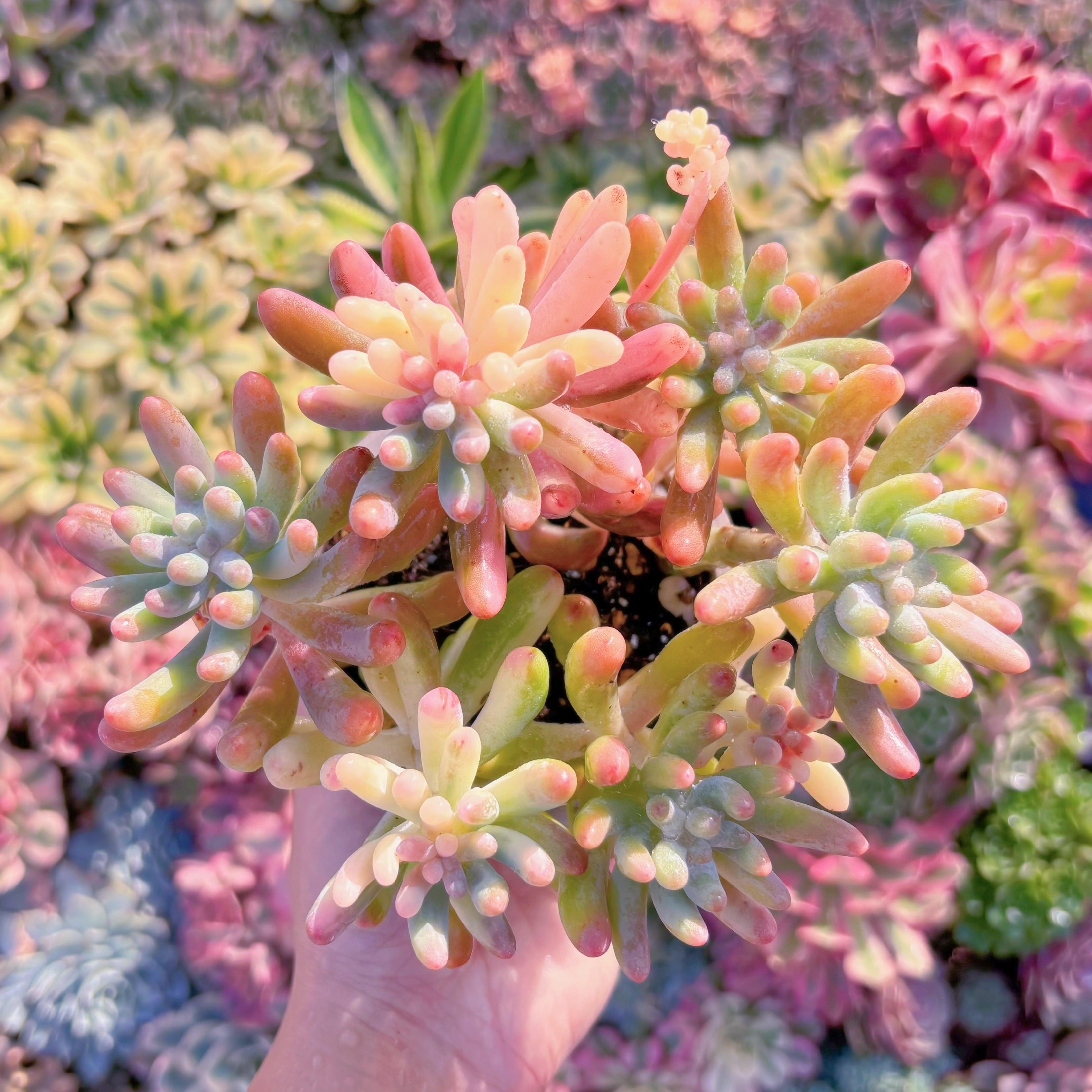 多肉植物　乙女心錦　希少　新入荷　るる農園