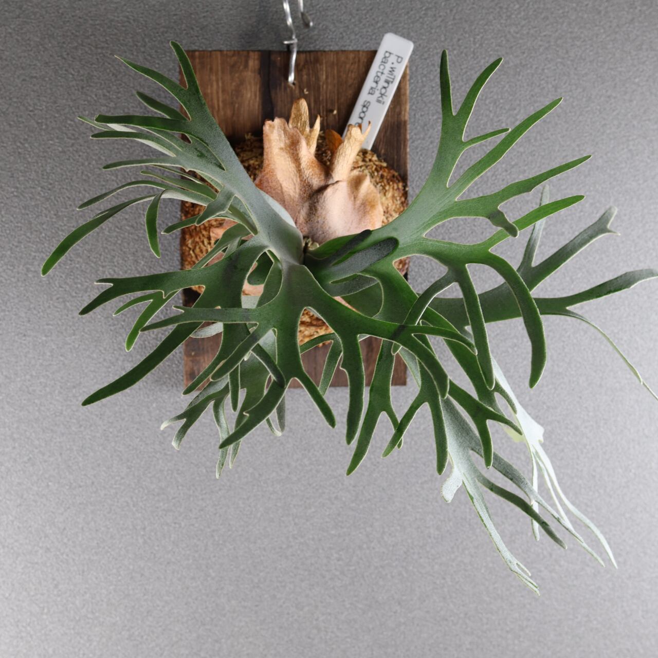 632『P.willinckii bacteria sporeling』観葉植物【送料無料】 | MARX