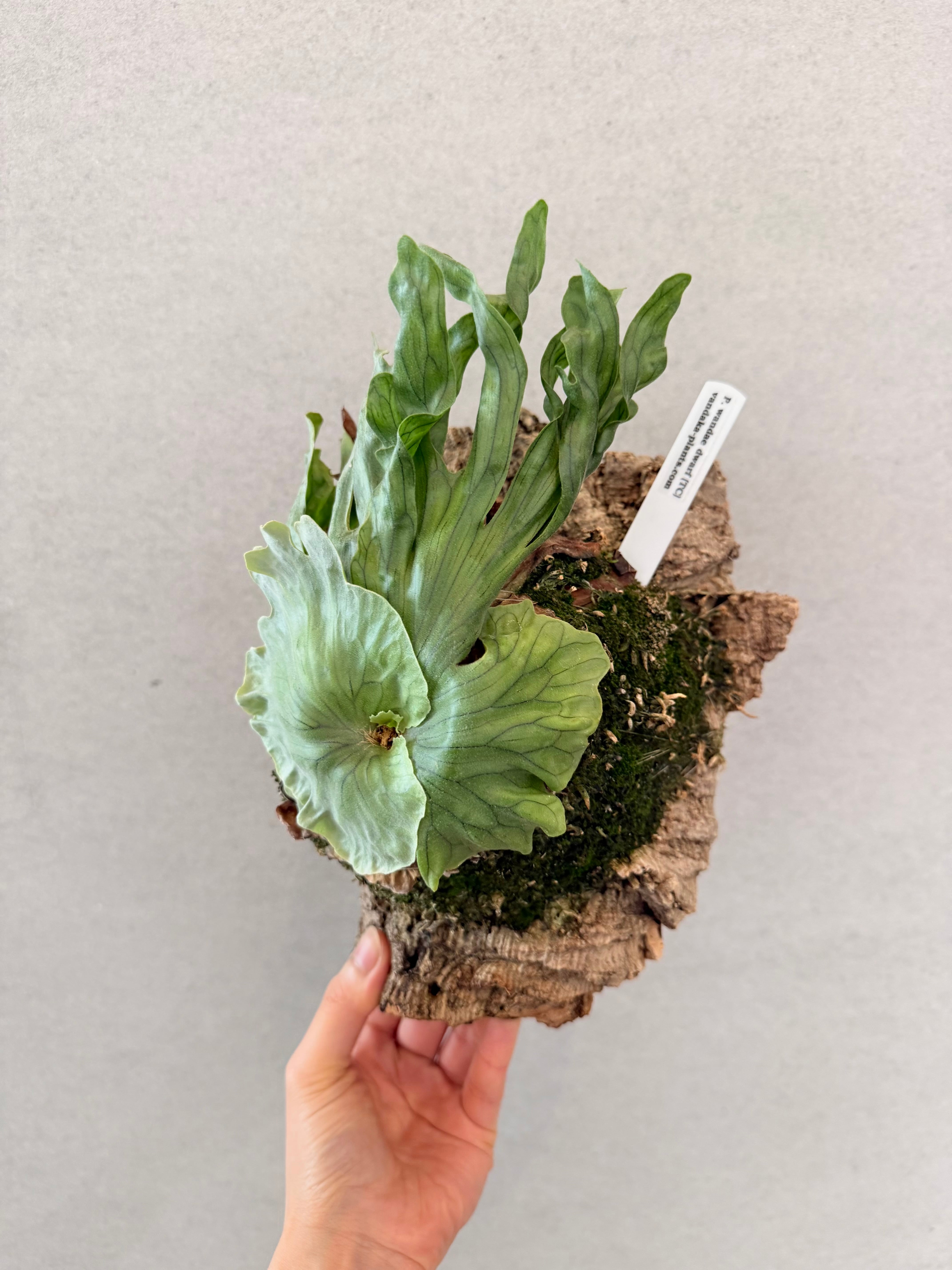 a) P. wandae dwarf (TC) ビカクシダ ワンダエ ドワーフ | vandaka plants