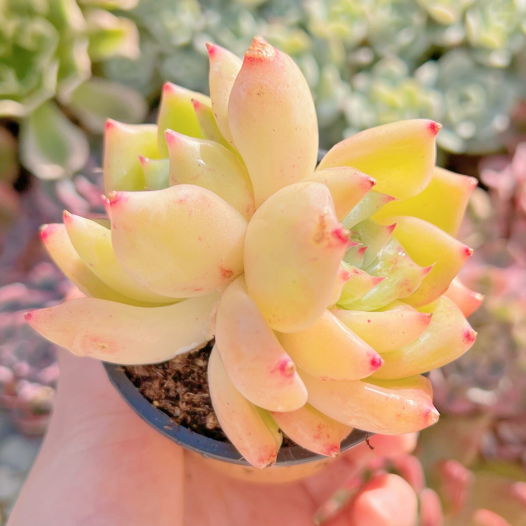 現品　多肉植物　白桃パフェ#020　るる農園