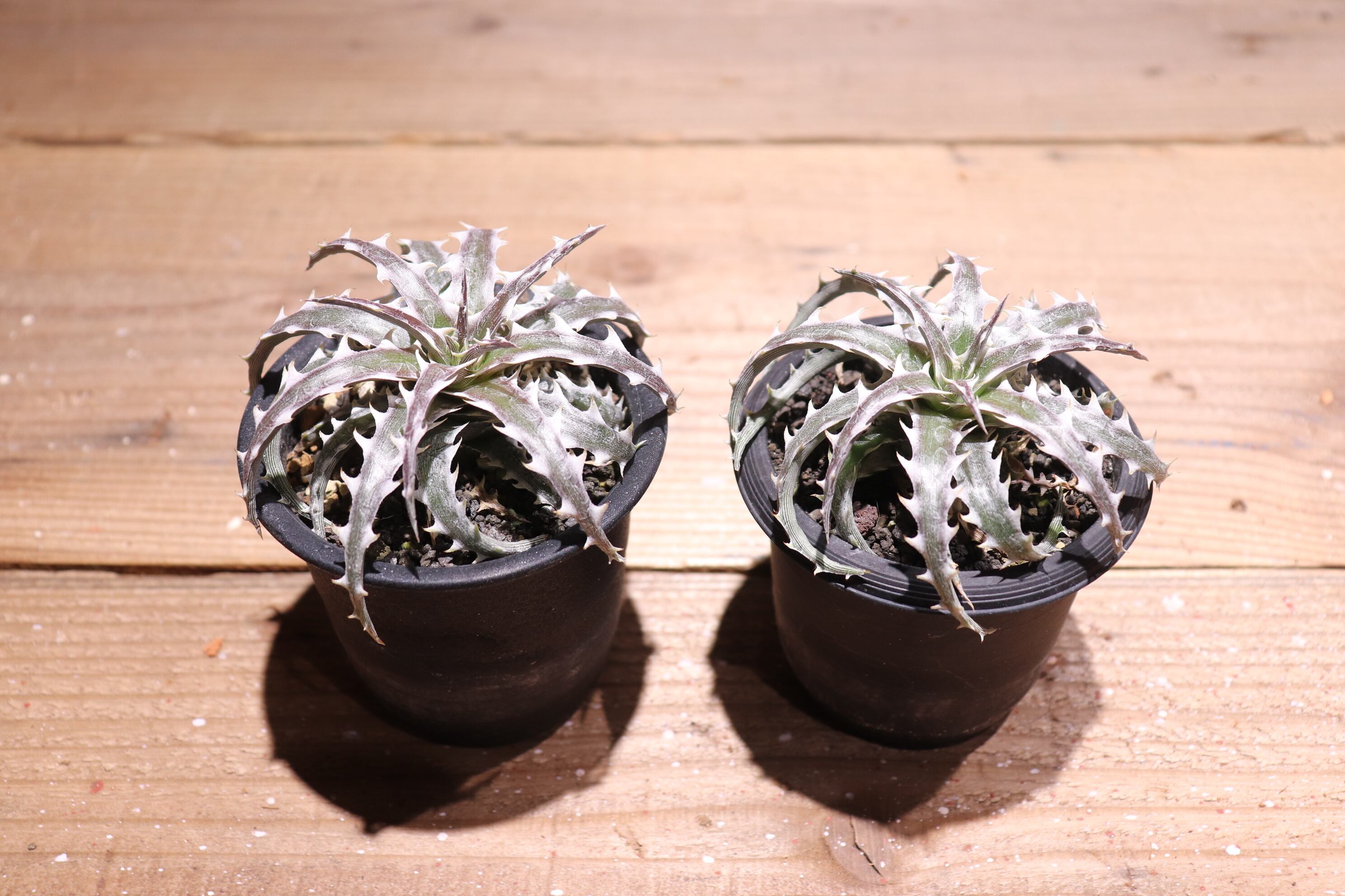 速達 dyckia Z'gok ディッキア 速達 dyckia Z'gok ディッキア