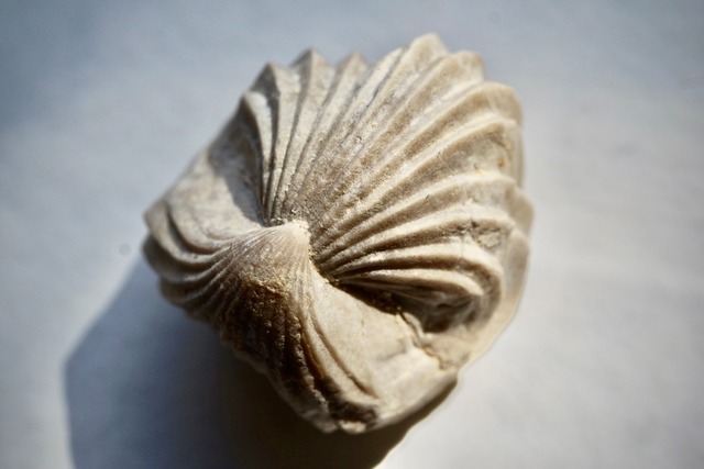 Burmirhynchia Decorata　化石 ②