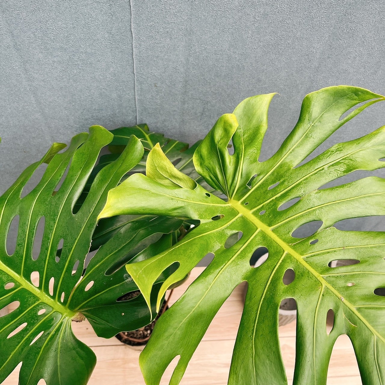 現品］28番 モンステラ デリシオーサ 幹上がり 8号 観葉植物 室内 大型