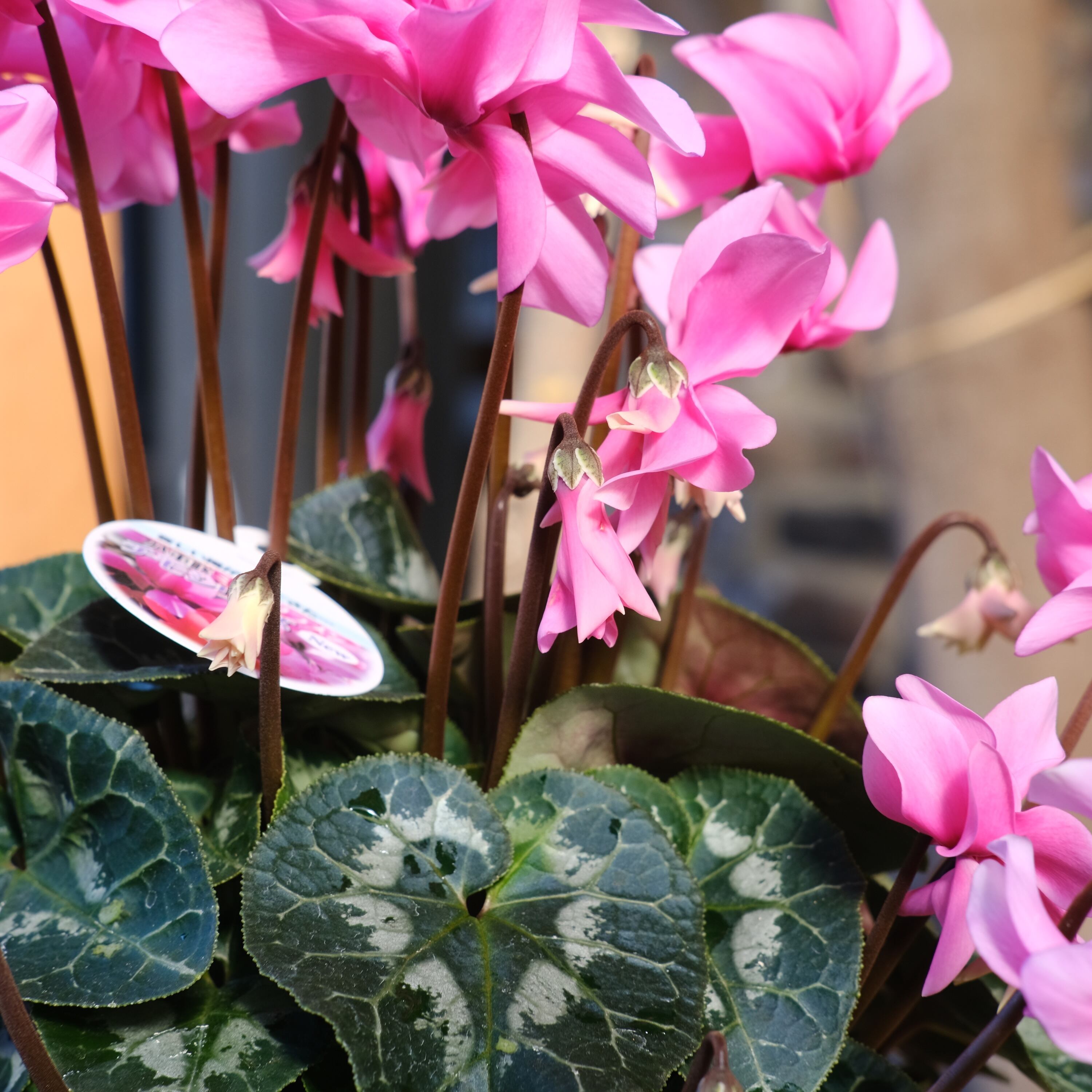 八重崎ミニシクラメン 斑入り チモピンク　②　＊同梱推奨商品 No, 14】ミニシクラメン チモシリーズ 八重《 枝垂れざき 》鉢なし