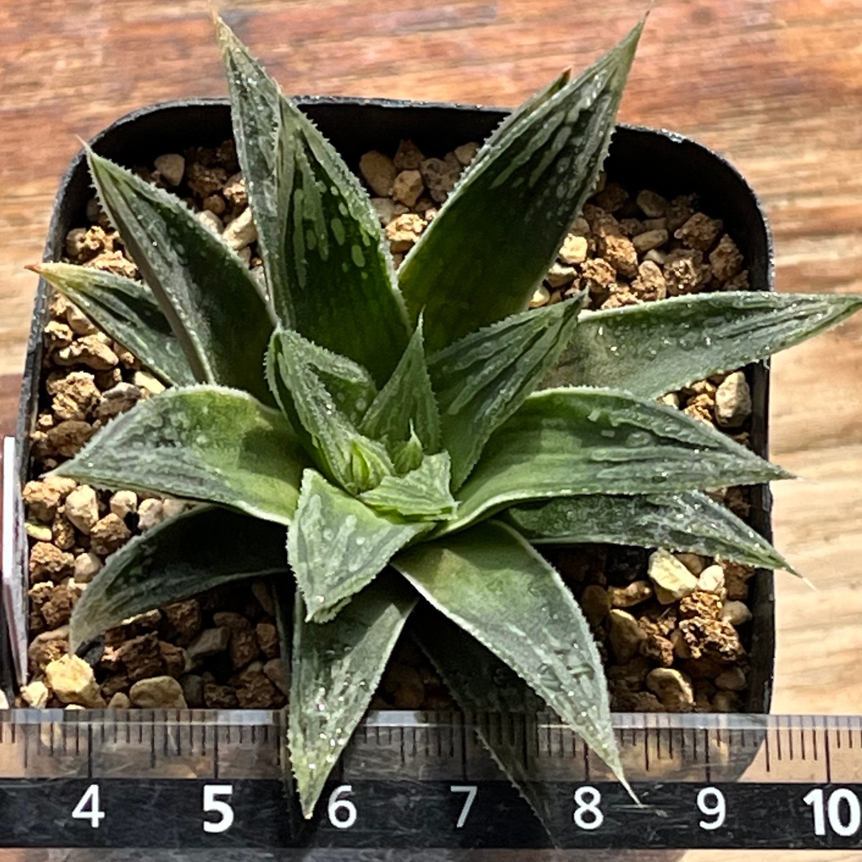 ハオルチア 森の雫 | mocono_plants