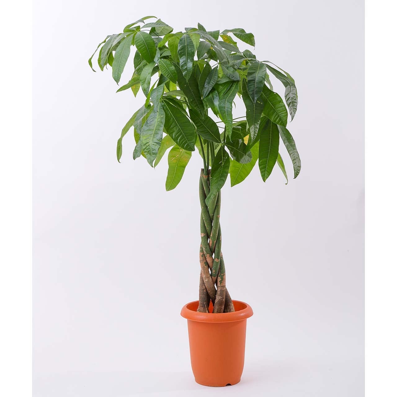 パキラ - Mサイズ観葉植物 | ギフトショップ【ジャンクリモール】相談出来るお花屋さん~喜ばれる贈り物~ powered by BASE