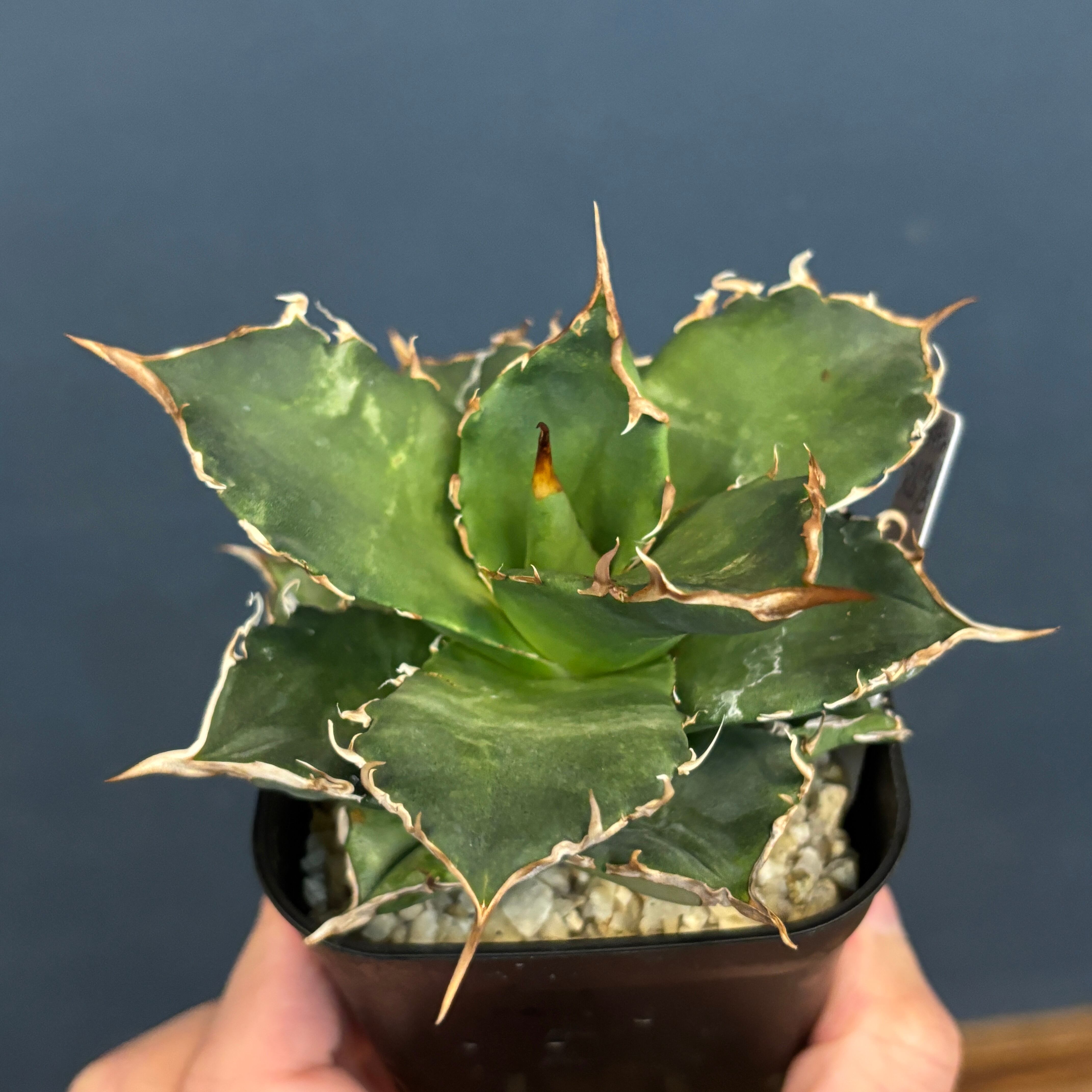 アガベ チタノタ グリフィン【309】 | PROTOLEAF プロトリーフ