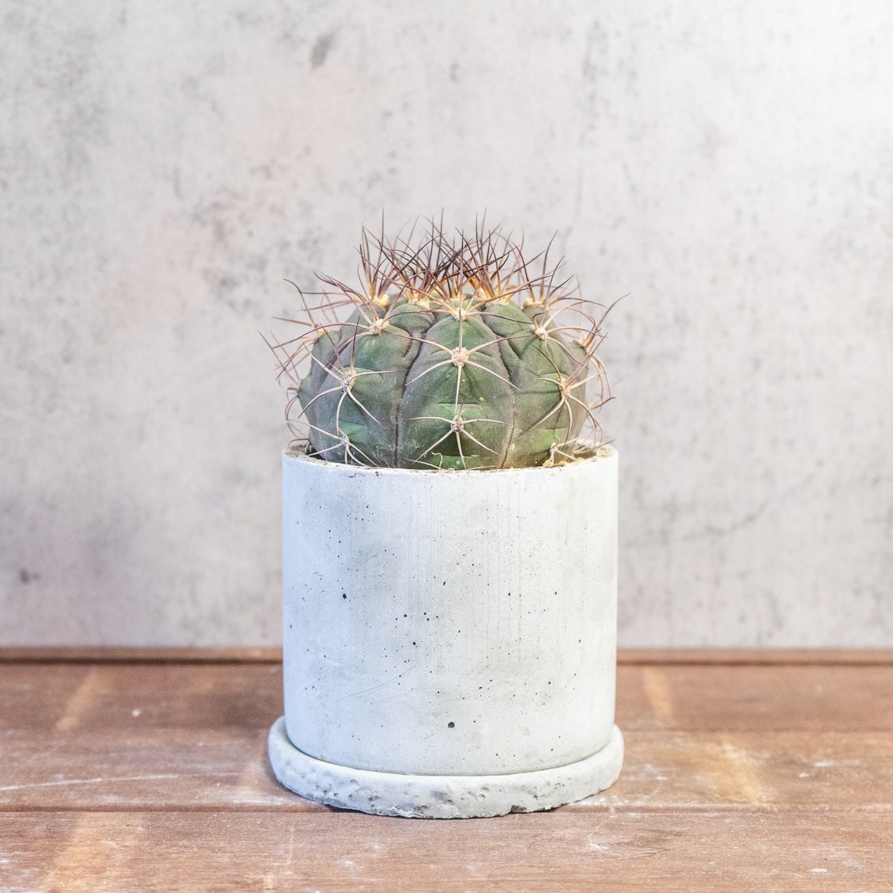 サボテン 尾形丸(Φ11㎝) 緑から紫へと変化する玉虫色の色彩が美しい 厳選仕入れの良型株 観葉植物 インテリア【全国一律送料850円】