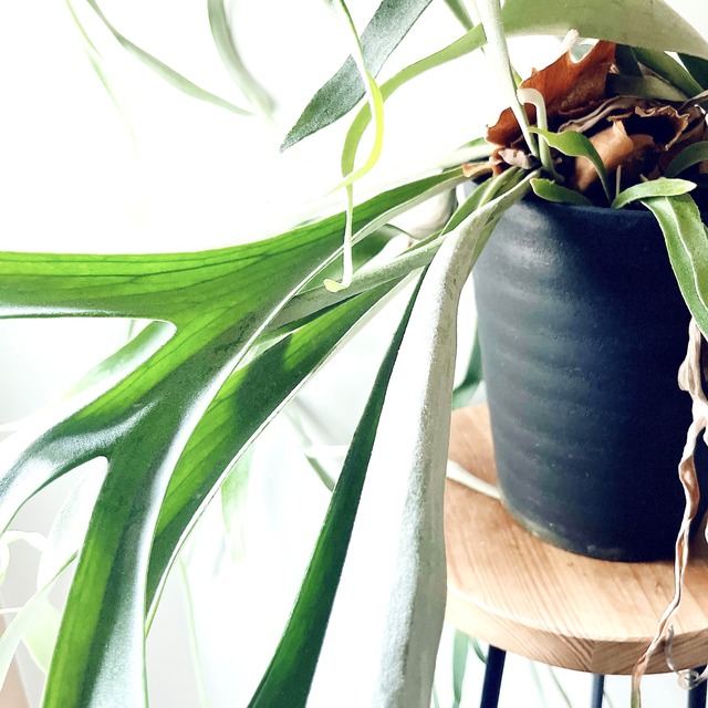 ビカクシダ ヴィーチー Platycerium veitchii 観葉植物 calm cafe