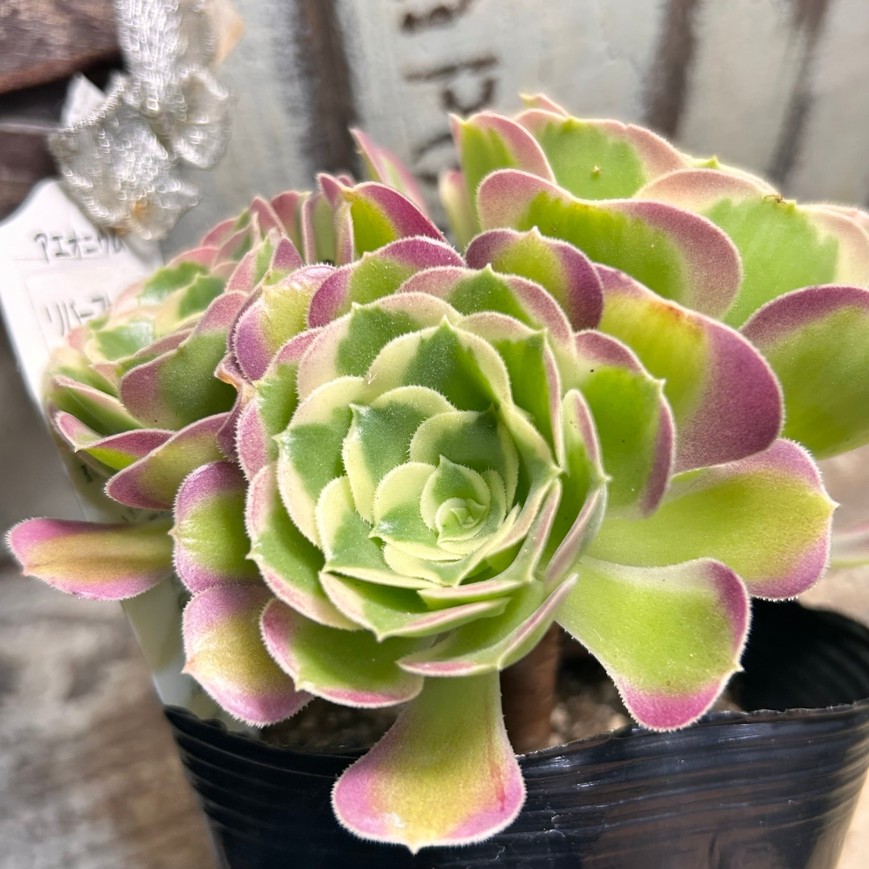 69#多肉植物アエオニウム錦❤️リバーストーン❤️ 9大頭32cm 拔き苗 リバーストーン(アエオニウム) | RuPo 多肉植物専門店