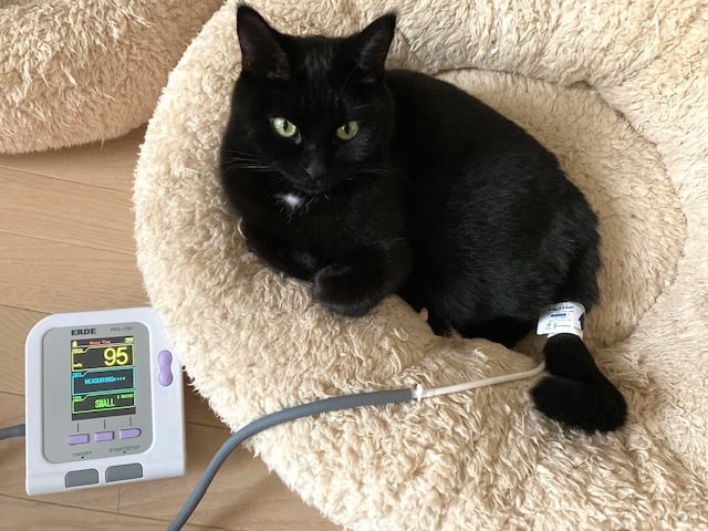 5日間レンタル】エルデ ペット用自動血圧計(犬猫用) | Pay ID 5日間レンタル】エルデ ペット用自動血圧計(犬猫用) | Pay ID