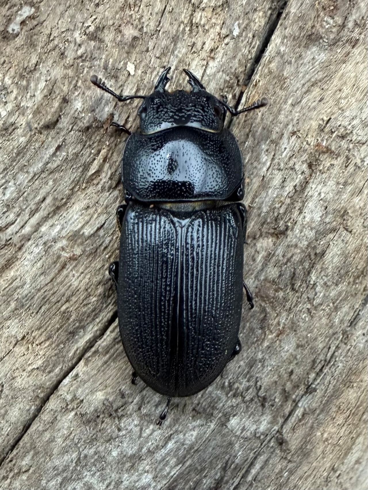 【WD】《ゴンシャンスジクワガタ（ドルクスゴンシャナス） 31mm ペア》