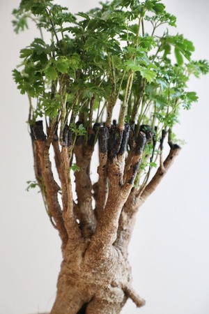 【M】ポリシャス パーセリー/Policious Parsley　※ウッドポットカバー付き