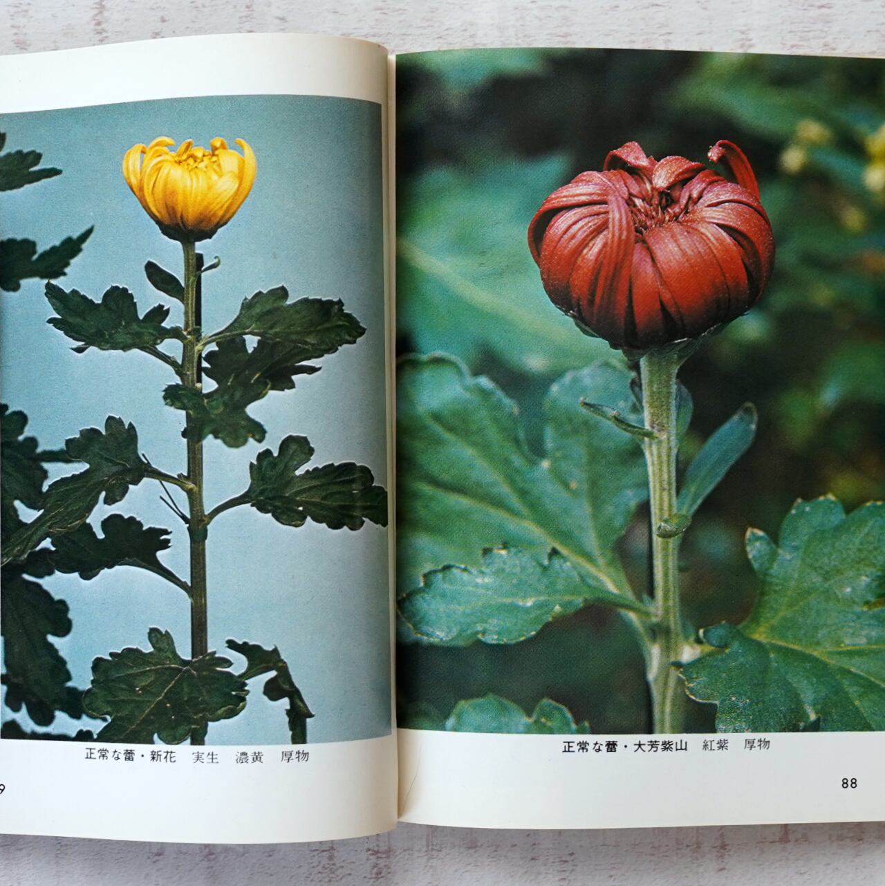 菊づくり (カラーブックス333) 菱田清次 | タイムカプセル