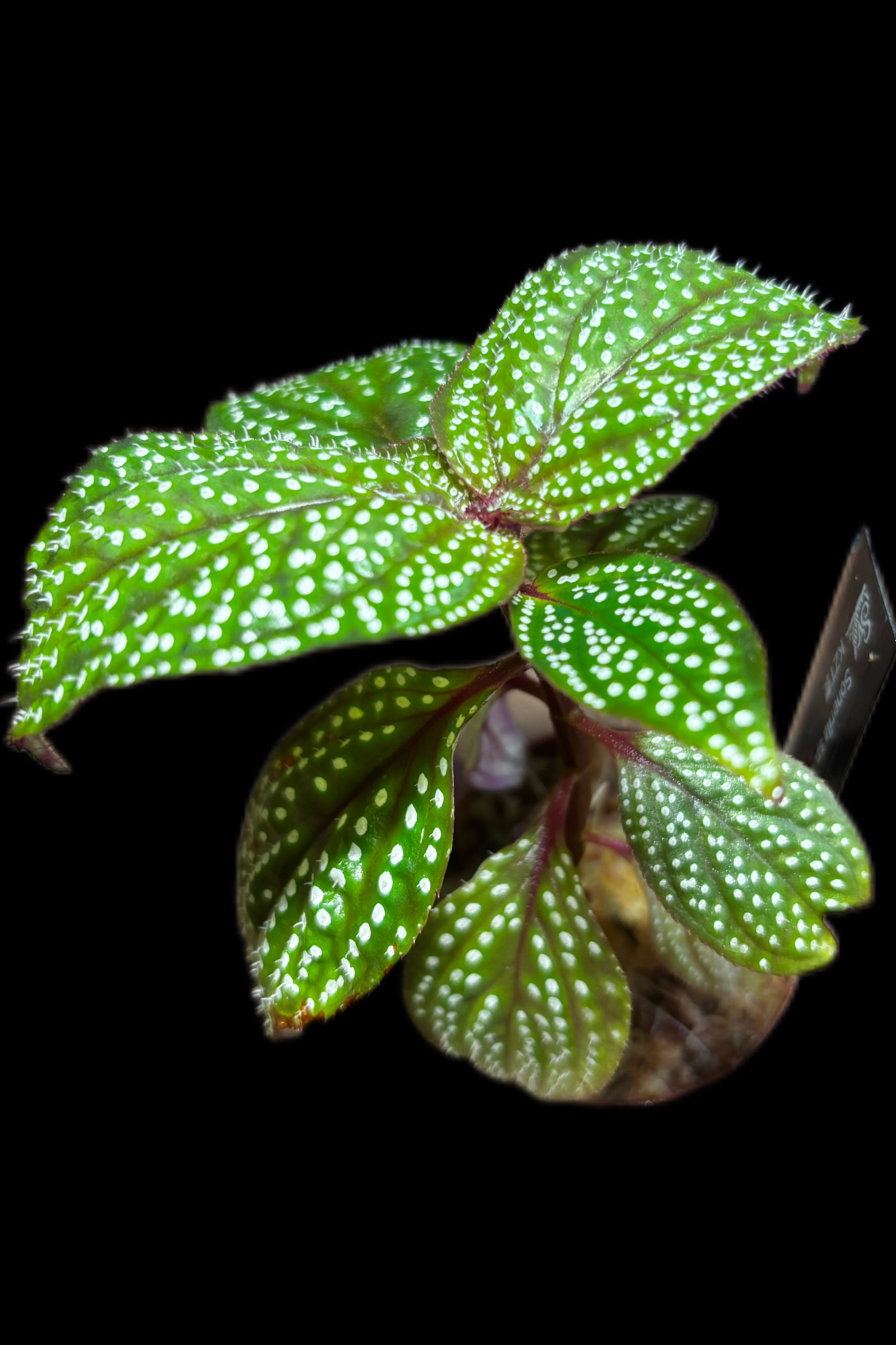 白星】Sonerila sp. wf1 Phang Nga Thailand KZT便 | SCALE_VIVARIUM