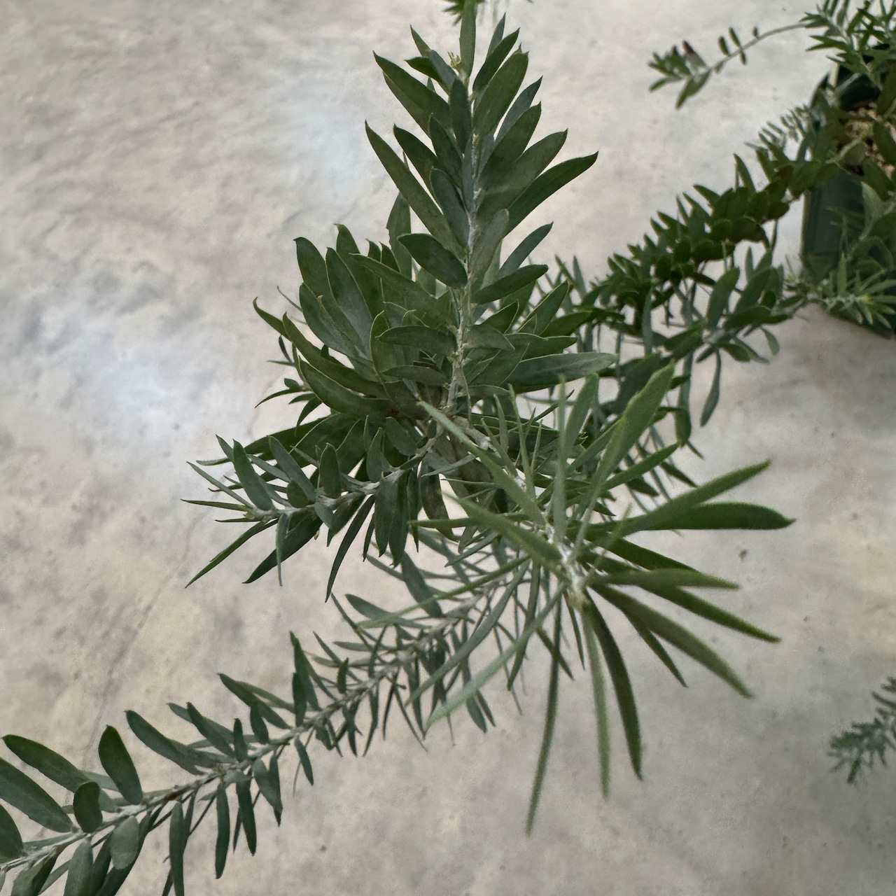 アカシア　ブルーブッシュ【514】