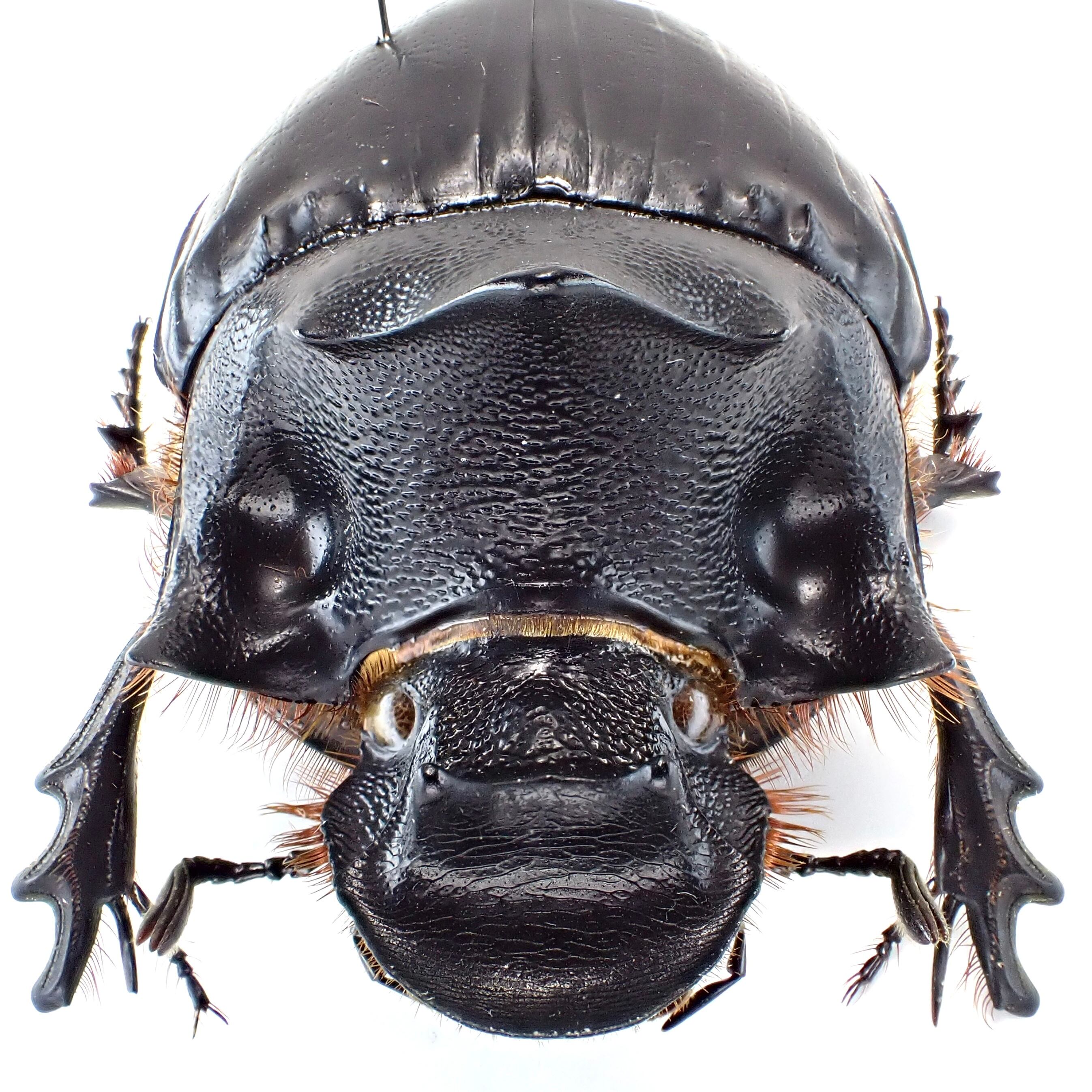 タンザニア産 Heliocopris hamadryas ♂ 48mm | 昆虫標本 Diggers