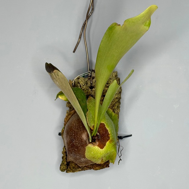 ビカクシダ　エルシー