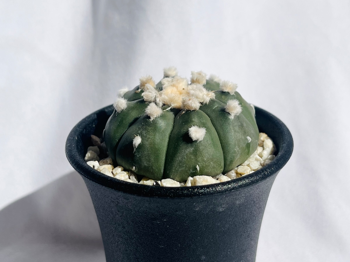 Astrophytum asterias 超大疣瑠璃兜 兜丸 サボテン | plants MARU 