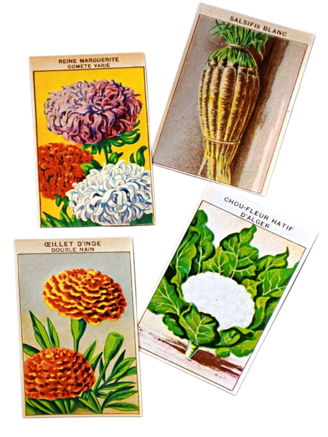 20s フランス ４set 膨満な花々と野菜たち 種子袋用ラベルb アンティーク