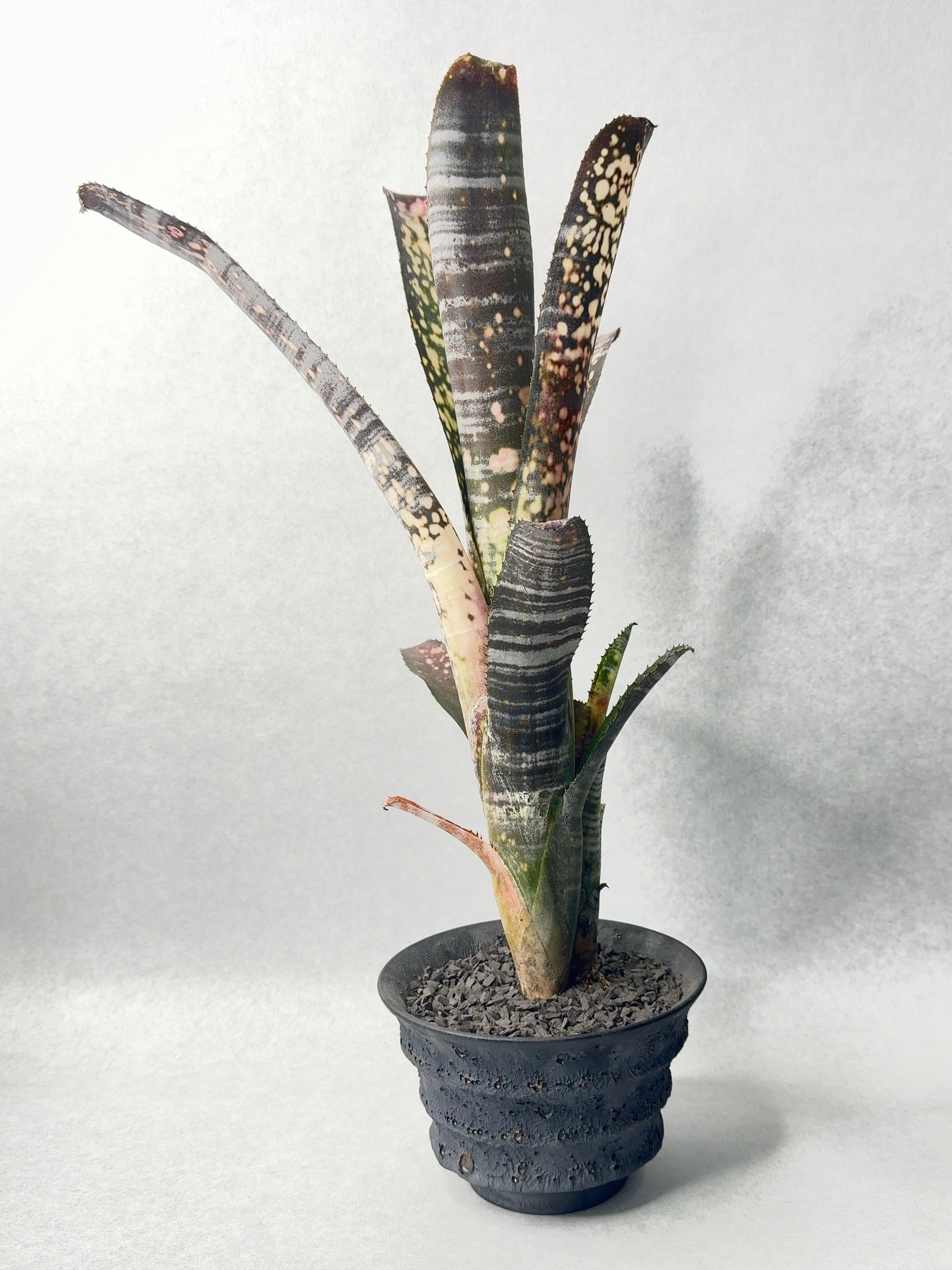 ビルベルギア　ドミンゴスマルティンス ドミンゴスマルティンス×ストロベリー | trigger