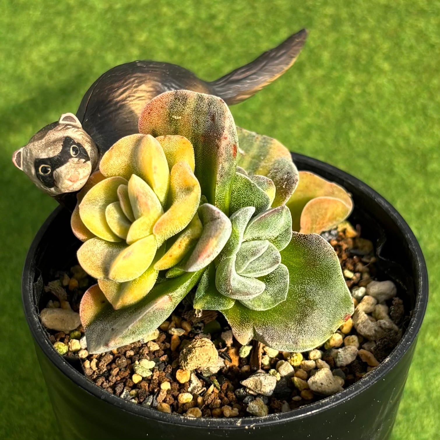 斑入り | 多肉植物 豆彦商店