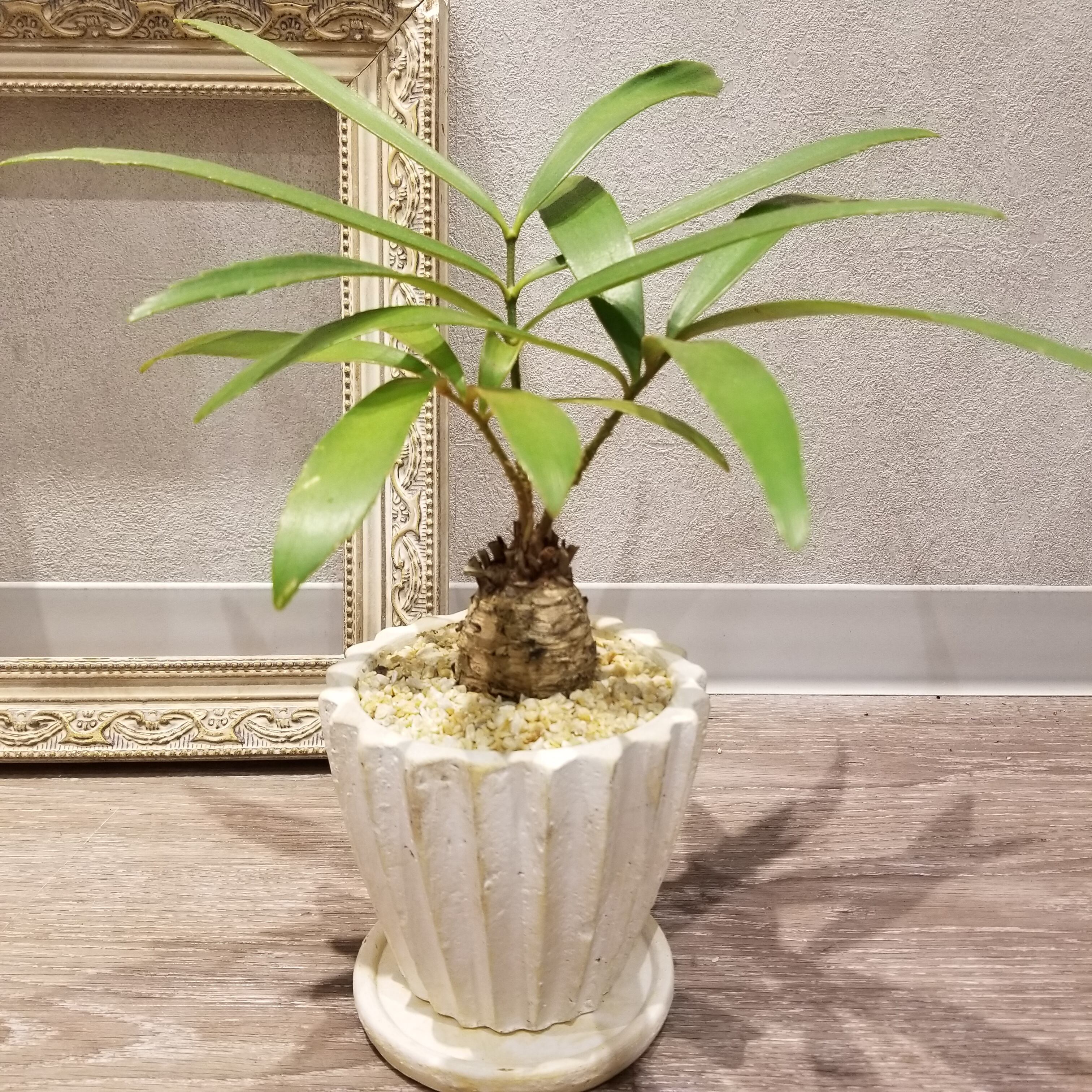 一点もの ザミア 観葉植物 ソテツ科 ザミア属 メキシコソテツ ゆっくり生長 陶器 ギフト お祝い 自分にギフト フラワーギフト専門店 Conoka Online Shop お花や観葉植物で記念日を彩る