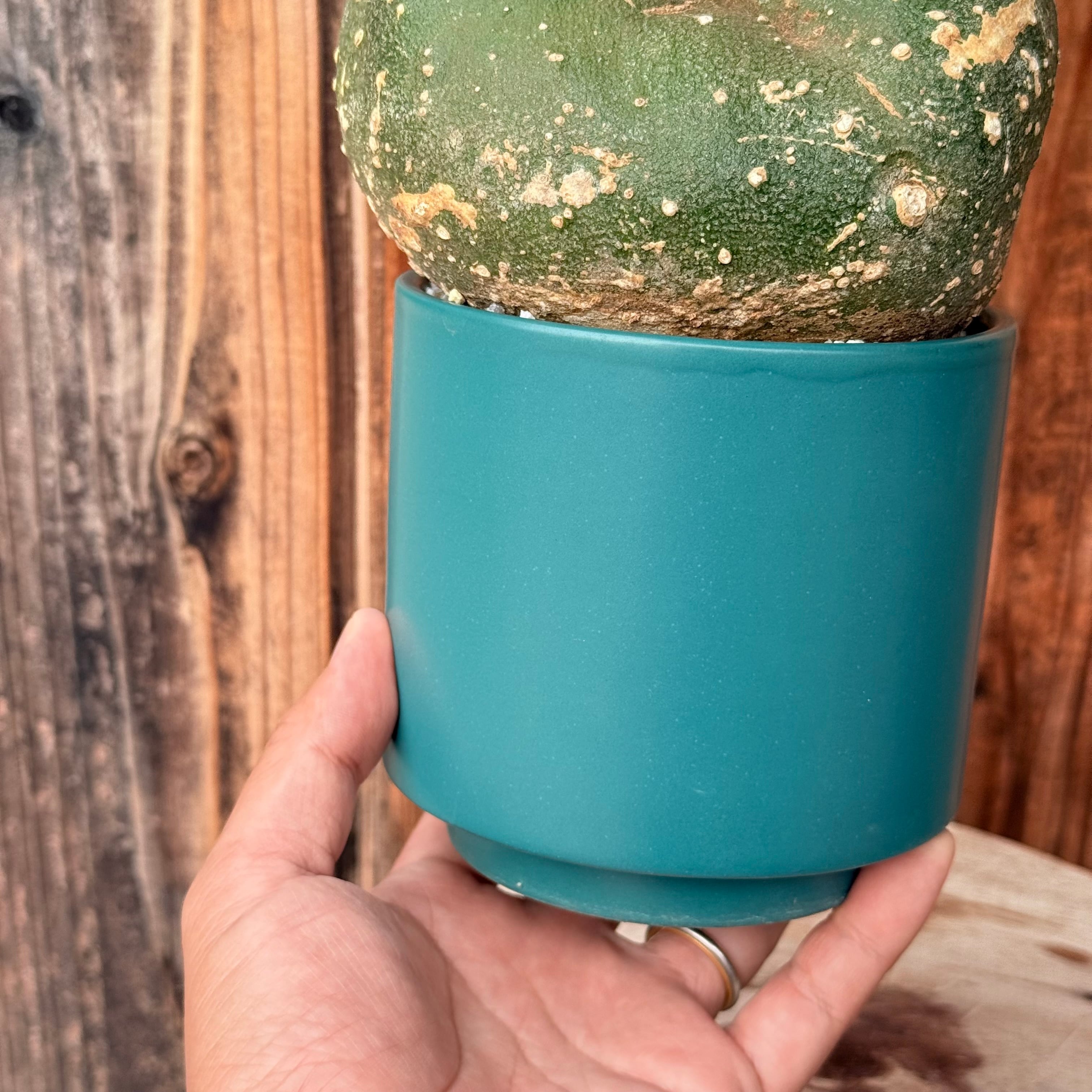 植物×鉢】アデニア プセウドグロボーサ 現地株発根済み × 陶器鉢 | A