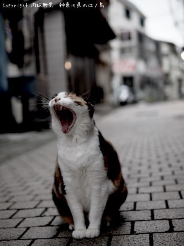 プラカード（送料負担）