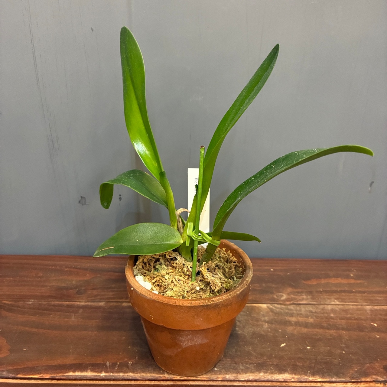 洋ラン　Rlc.Nell Hammer x Rth.Haw Yuan Glory【922】