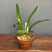 洋ラン　Rlc.Nell Hammer x Rth.Haw Yuan Glory【922】