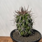 Copiapoa desertorum【コピアポア・デセルトルム・実生】