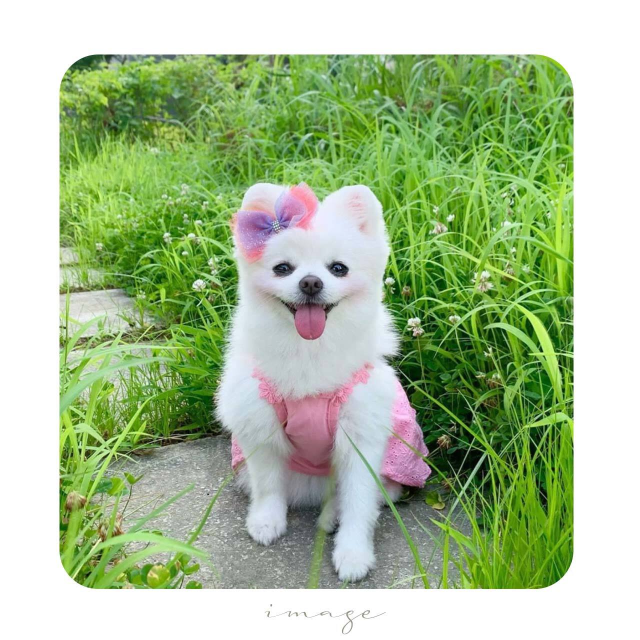 I love it＊rainbow_リボン＊it-no03（レインボー 犬リボン ピン 犬用