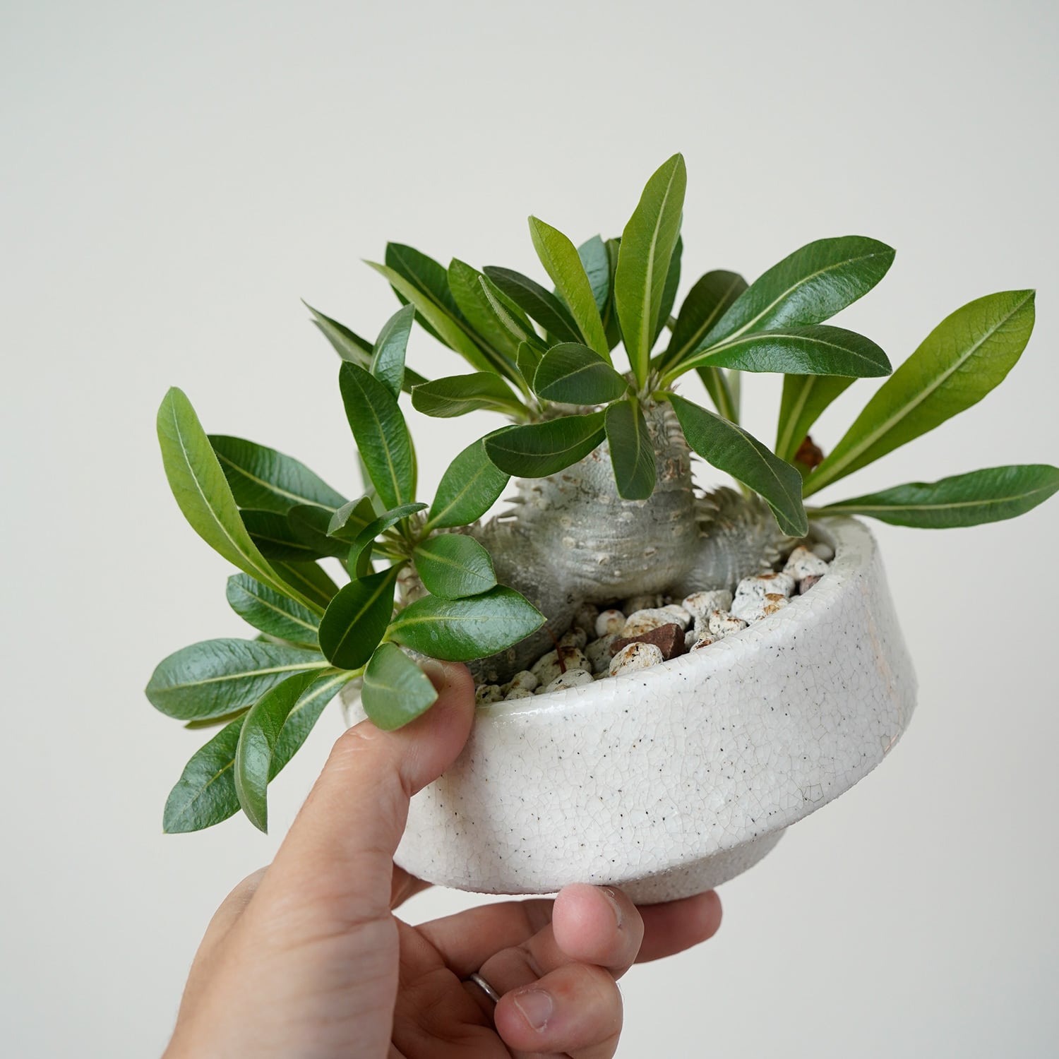 AYANAS（アヤナス）｜観葉植物のセレクトショップ・通販