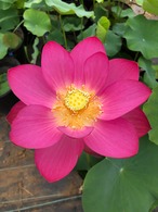 西安紅蓮・鉢