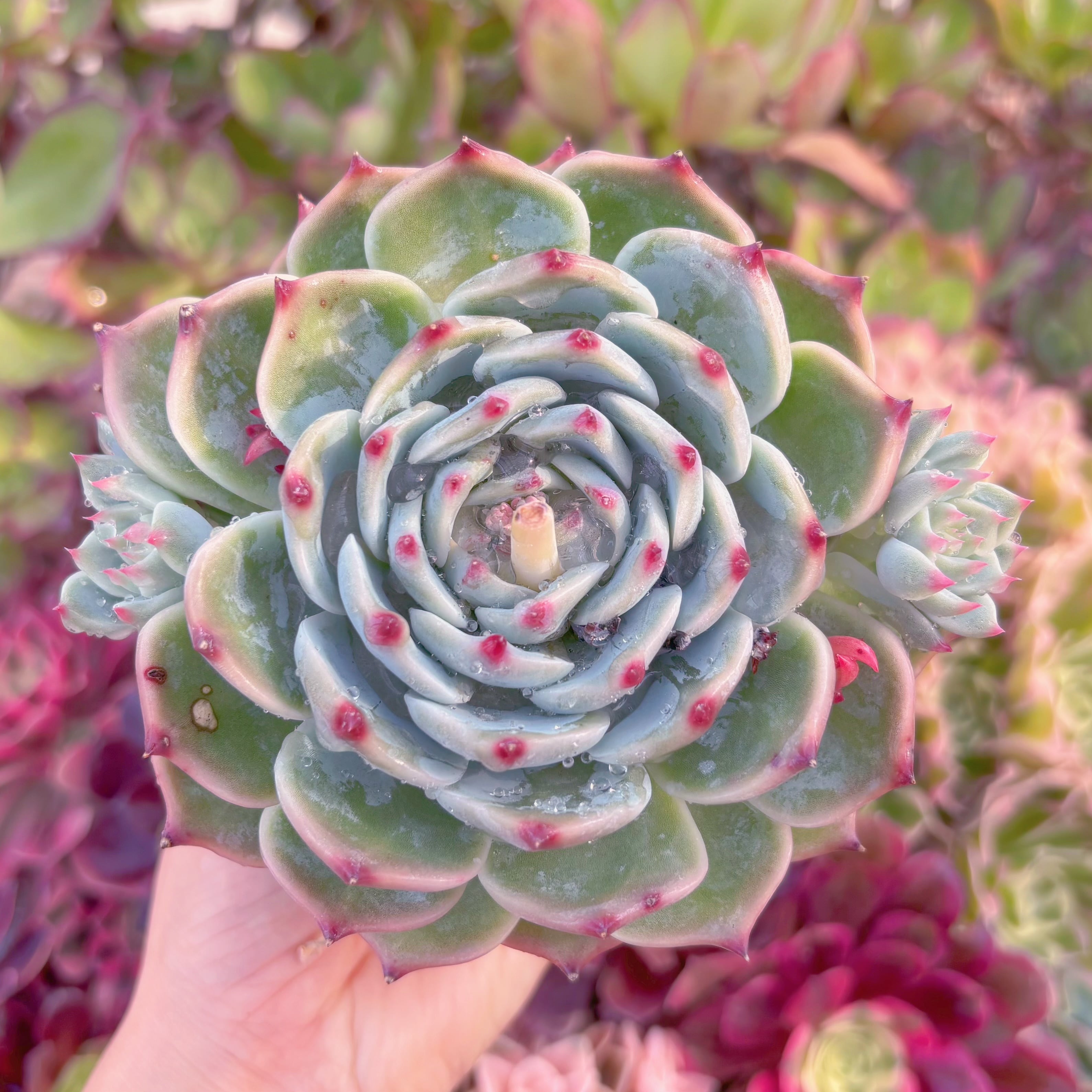 現品　水蜜桃#B70　るる農園