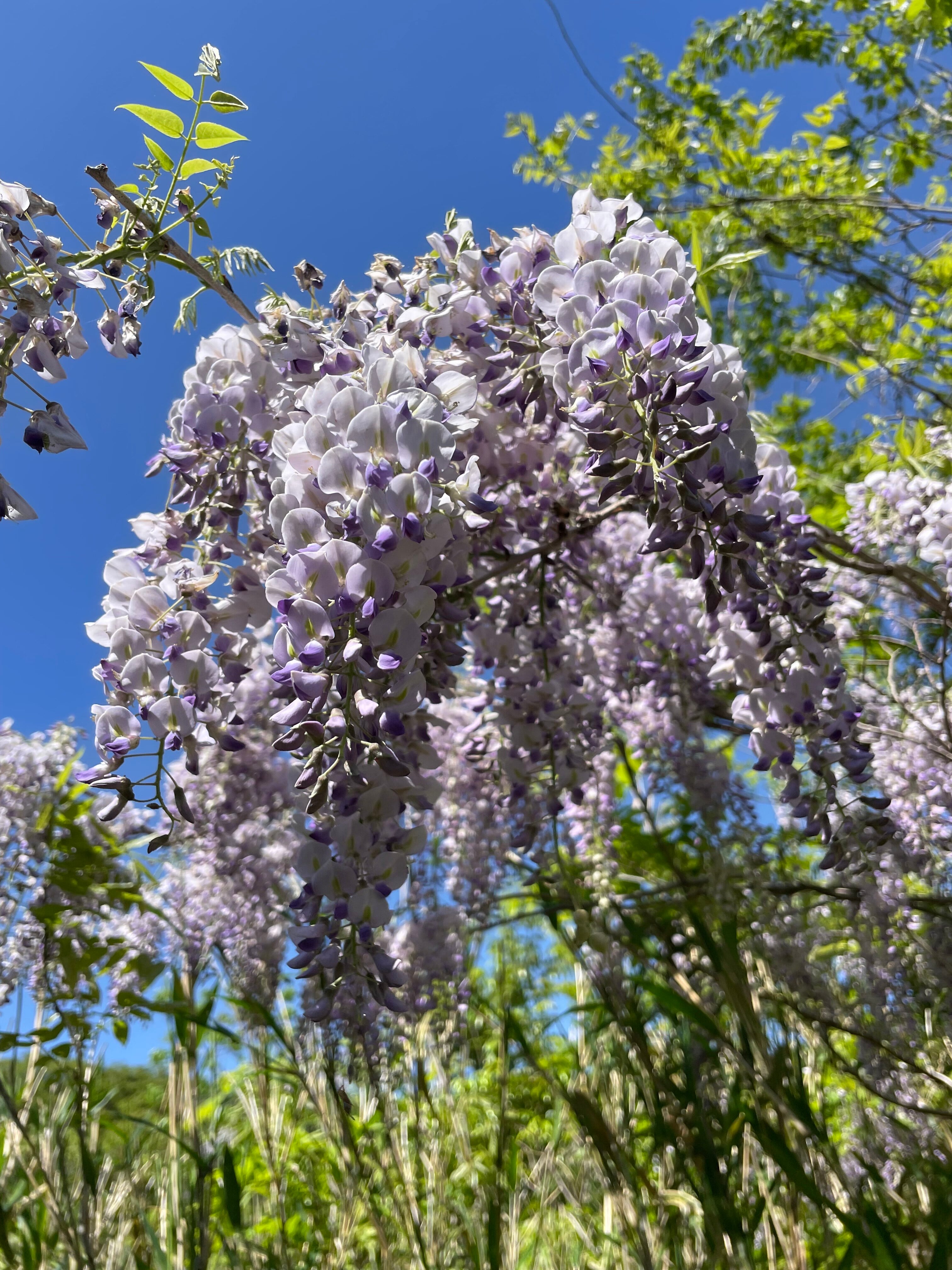 数量限定新蜜】藤の花 はちみつ 460g 『2025年5月採蜜』 | 満蜂