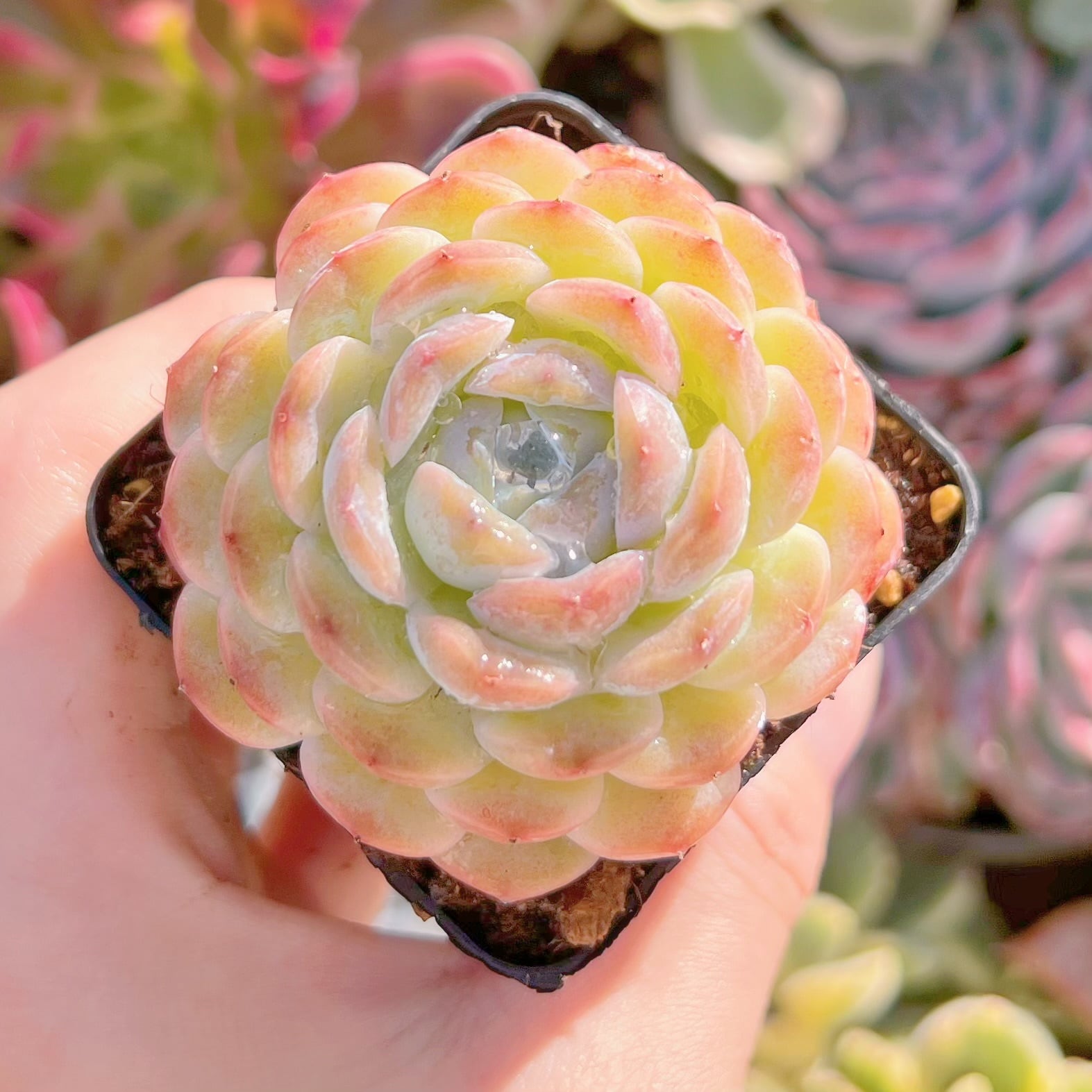 現品　多肉植物　ホワイトスノー#531　るる農園