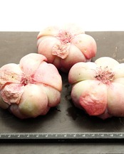 カット苗 ストロベリーキャンディ Echeveria 'Strawberry Candy'