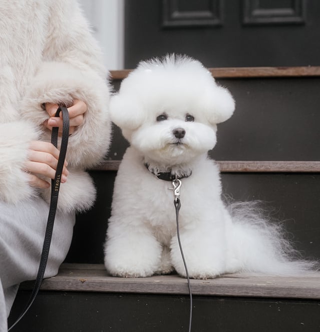 即納【stroll】Lumiere Collar (Black)