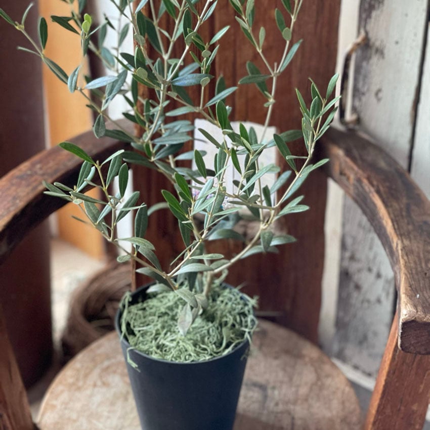 母の日】「オリーブの鉢」を育てよう。 | 花と植物のフラワーギフト