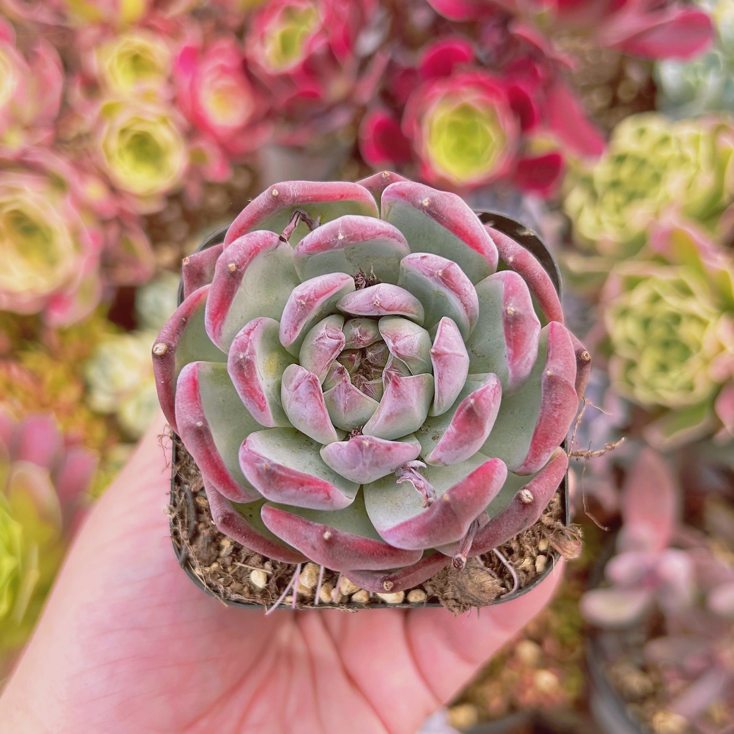 現物　多肉植物　ワイルドコロラータ