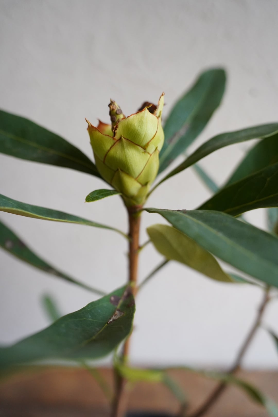 テロペア　シェイディレディホワイト　4 テロペア シェイディレディホワイト 4