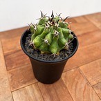 Ferocactus Horridus【フェロカクタス・巨鷲玉・実生】