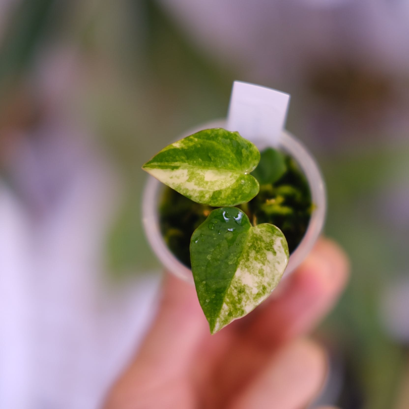Anthurium (Papililaminum variegated × Crystallinum marble